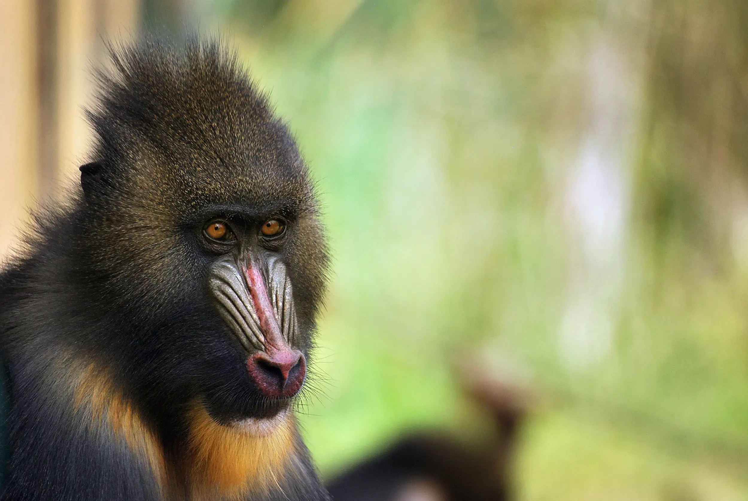 Voyage au Gabon : portrait d’un mandrill dans la forêt équatoriale, emblème de la faune africaine du bassin du Congo.