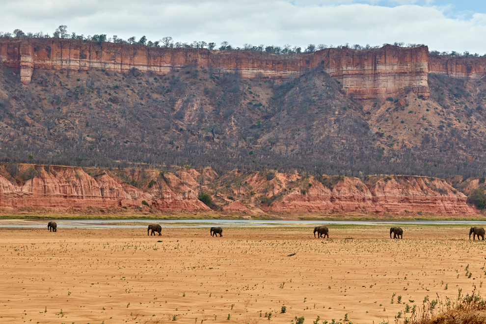 Elephants marchant devant les montagnes de Gonarezhou au Zimbabwe