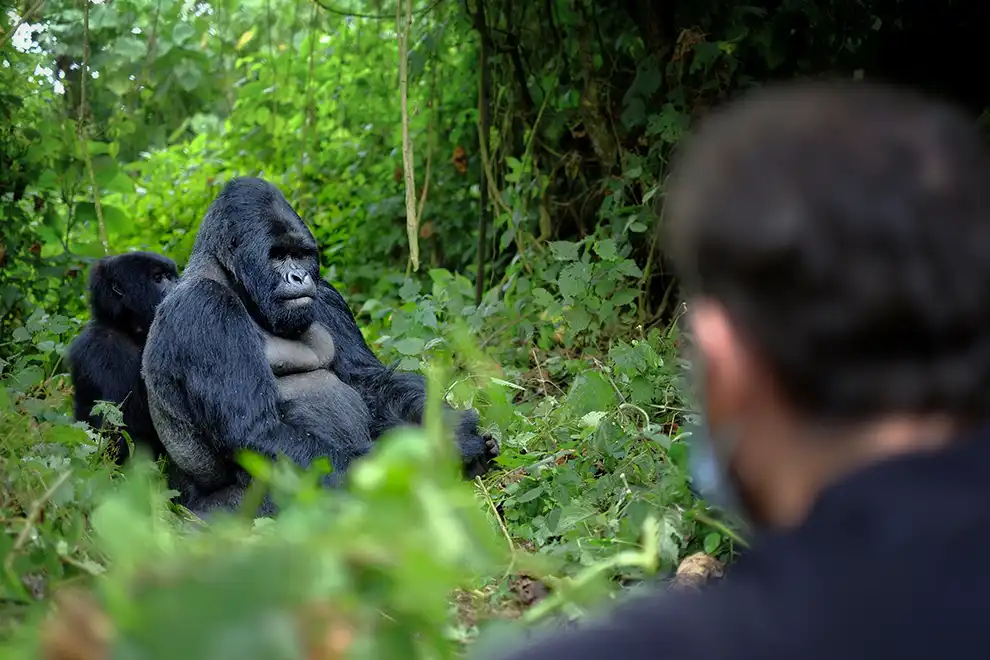 Rencontre avec des gorilles de montagne dans la forêt impénétrable de Bwindi, Ouganda.