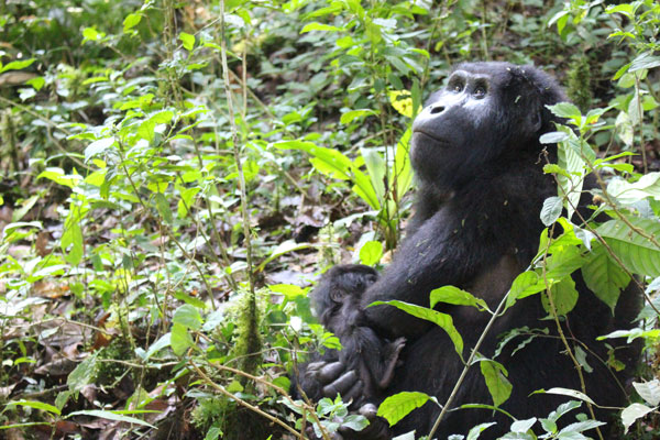 gorilles voyage afrique safari ouganda