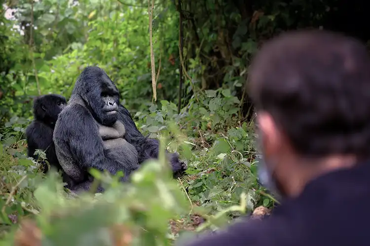 Rencontre avec des gorilles de montagne dans la forêt impénétrable de Bwindi, Ouganda.