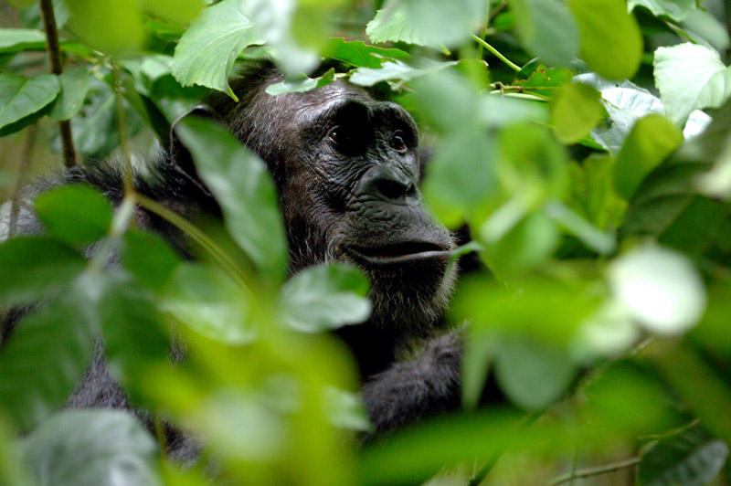 chimpanzee safari tanzanie