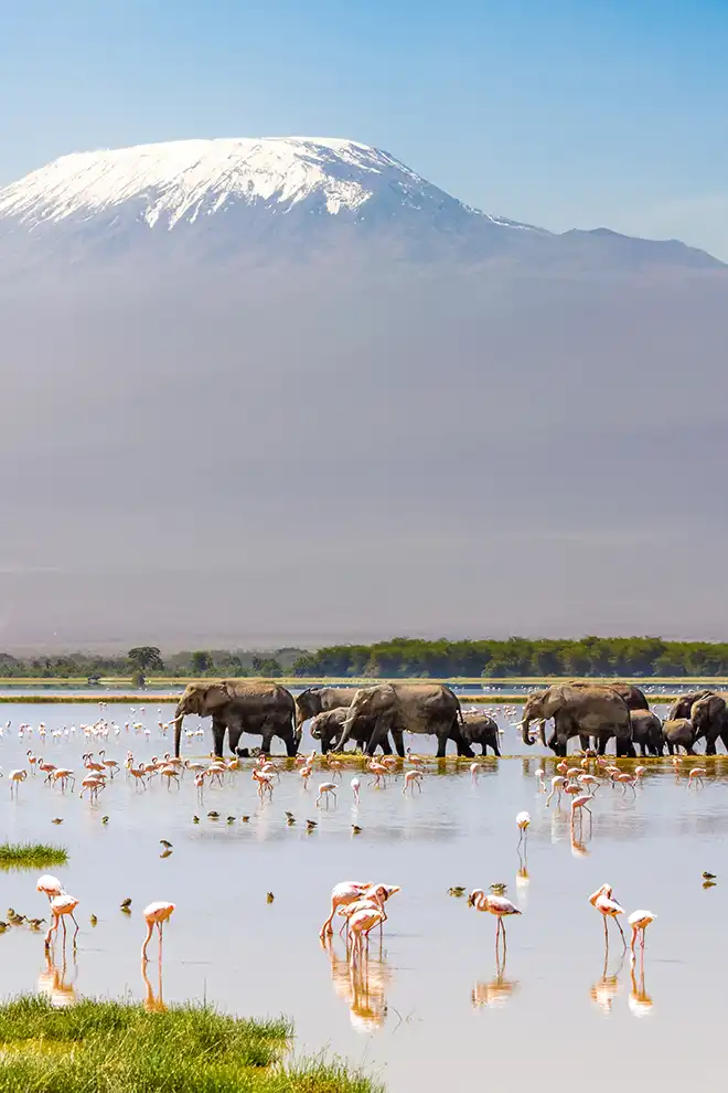 Troupeau d’éléphants traversant un lac avec des flamants roses, Kilimandjaro en arrière-plan, Kenya.