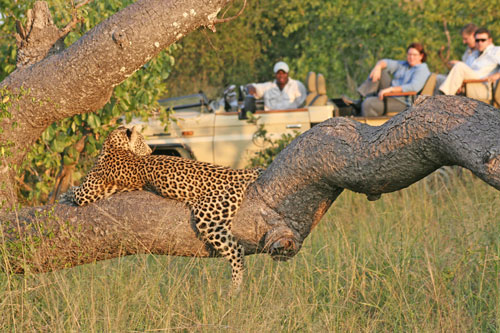 safari leopard big five afrique enfant famille luxe big five game drive safari exceptionnel region desertique savane