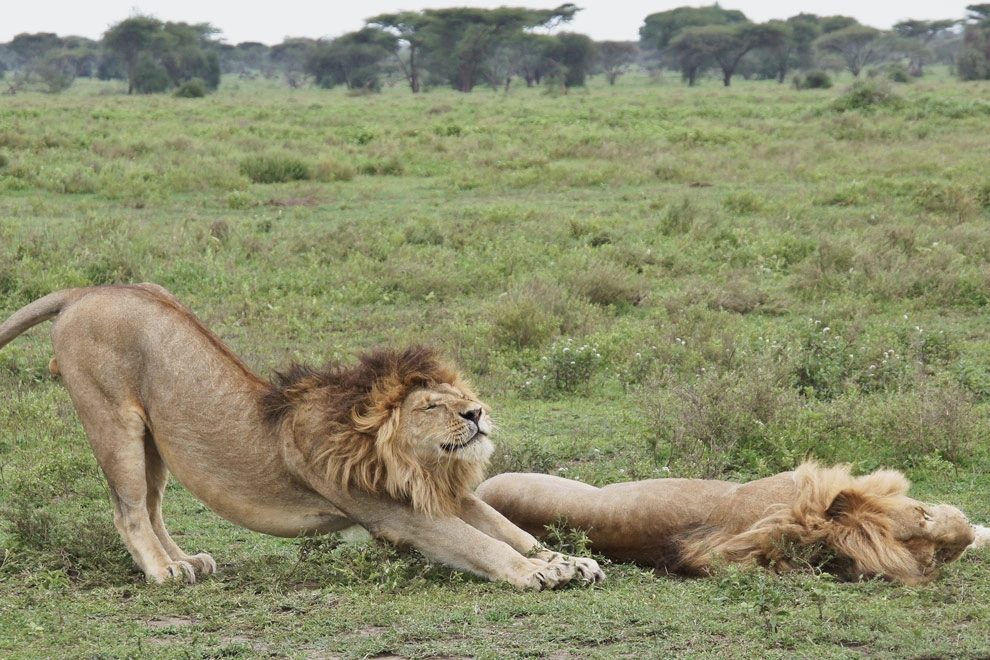 Safari pour observer les lions en Afrique