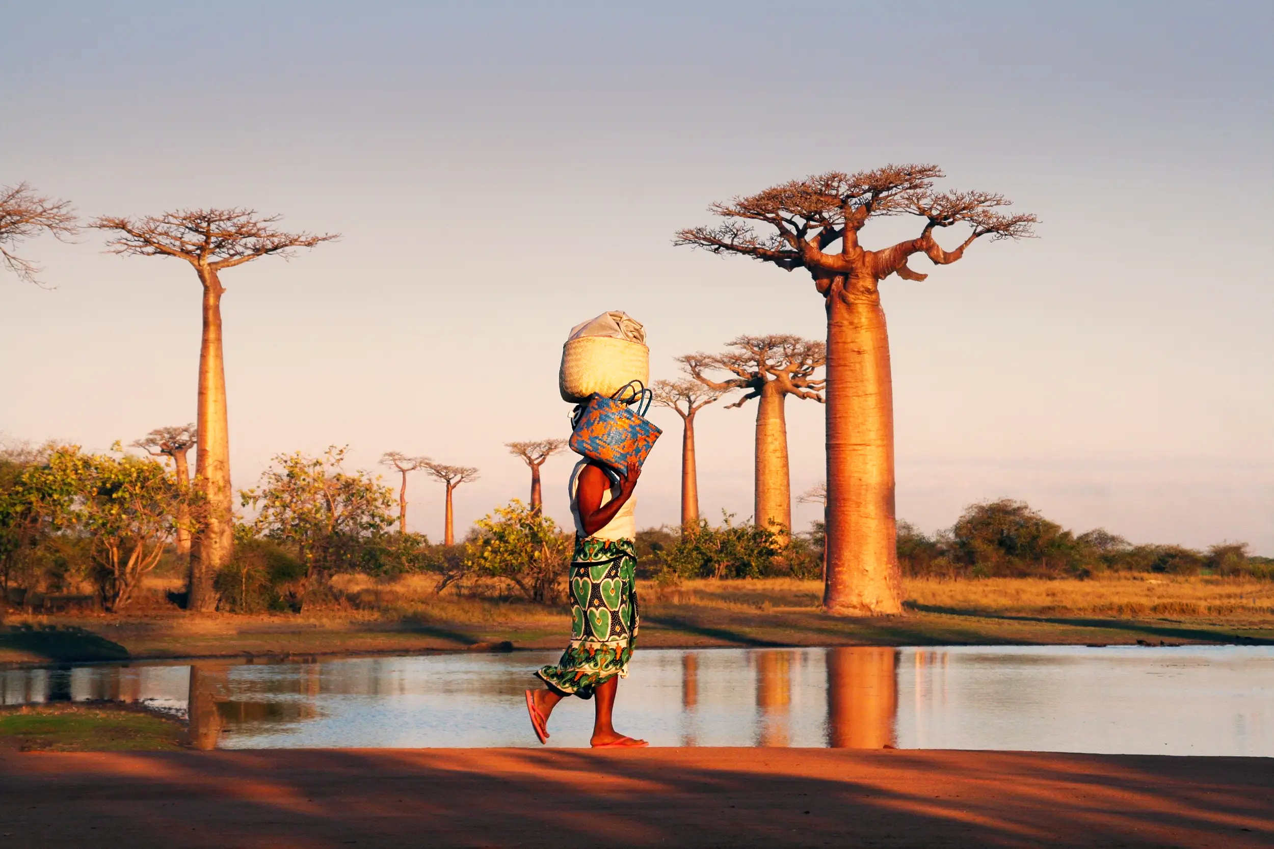 Voyage à Madagascar : femme marchant au coucher du soleil sur la célèbre allée des baobabs, symbole de la beauté naturelle et culturelle de l’île Rouge.