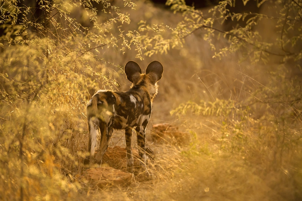 Lycaon dans la réserve de Madikwe en Afrique du Sud
