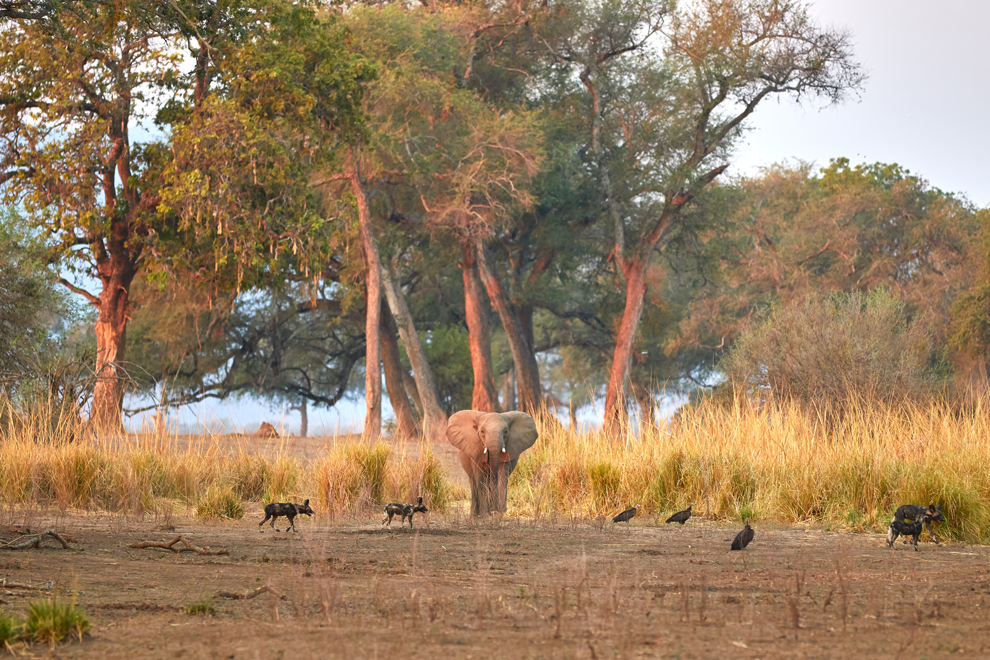 Paysage de Mana Pools