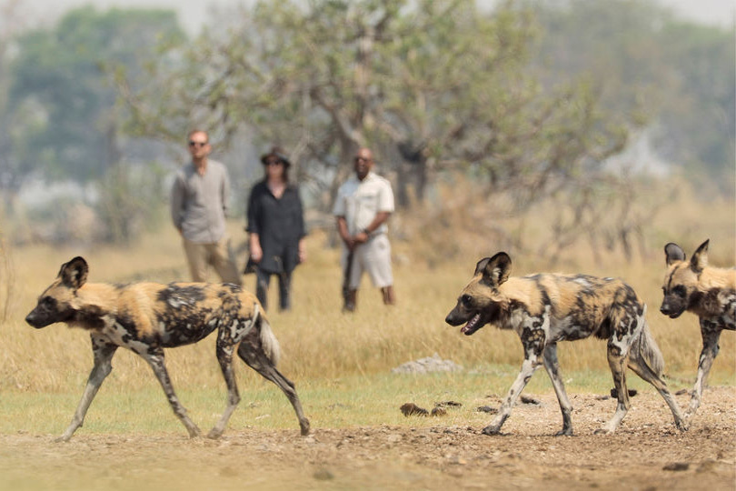 Trois lycaons au pelage tacheté traversent une zone herbeuse, tandis qu’en arrière-plan se tient petit groupe d’observateurs.