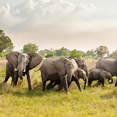 Voyage sur mesure au Botswana, Delta de l'Okavango. Paysage brumeux et calme d'une plaine inondée au lever du soleil, évoquant l'espace, le silence et un safari intime.