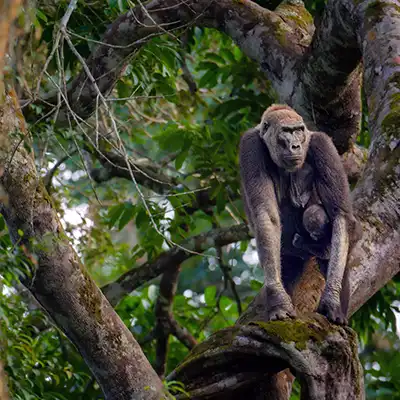 Un gorille des plaines de l’Ouest observé dans la canopée dense du parc national d’Odzala-Kokoua, République du Congo.
