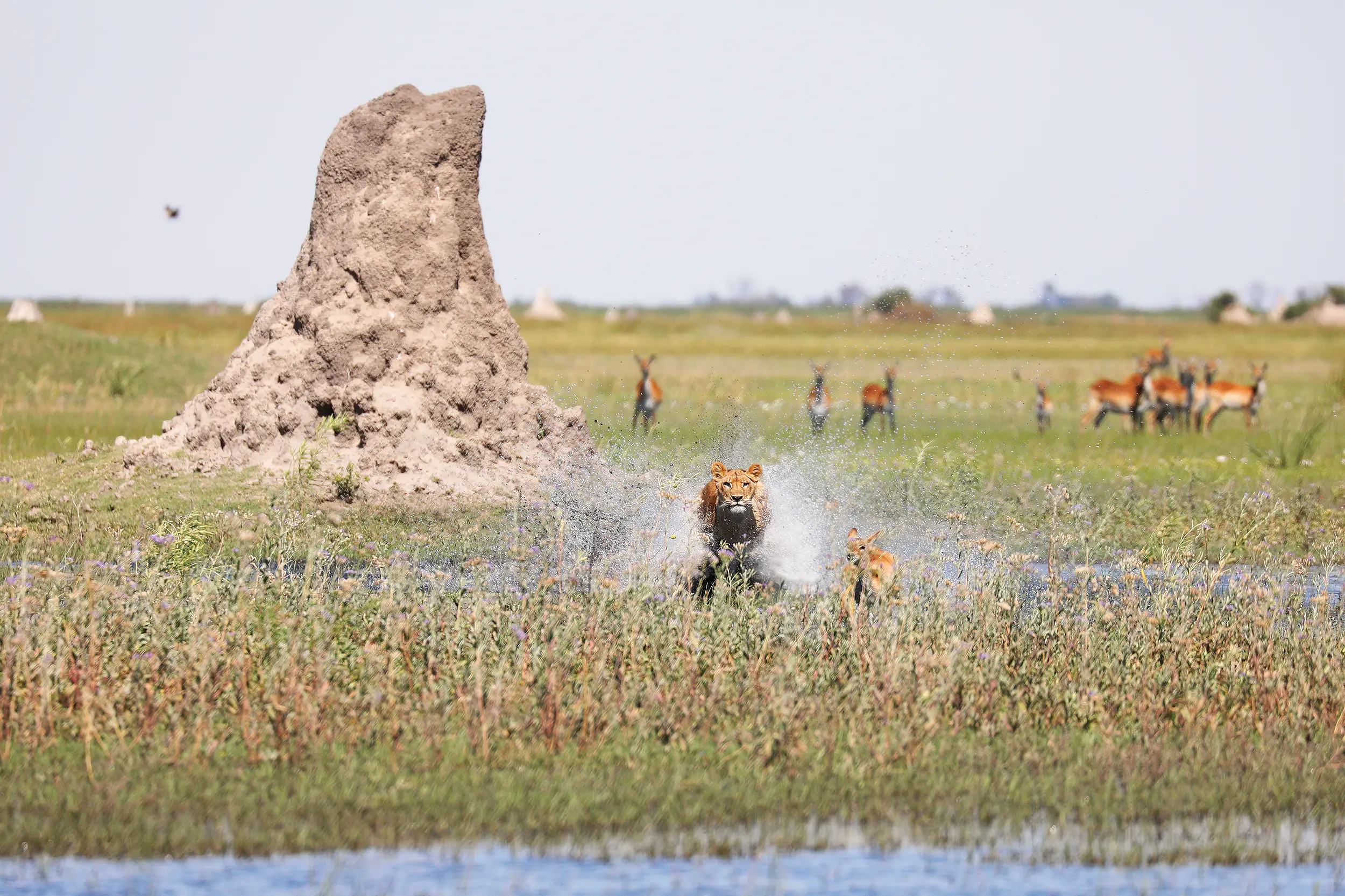 Lion chassant un lechwe sur les plaines inondées du delta de l’Okavango, Botswana – symbole de la nature sauvage et vivante de l’Afrique.