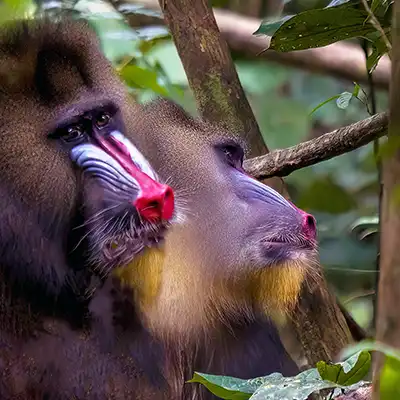 Mandrills dans la forêt équatoriale du Gabon, emblème de la biodiversité et des paysages sauvages du bassin du Congo.