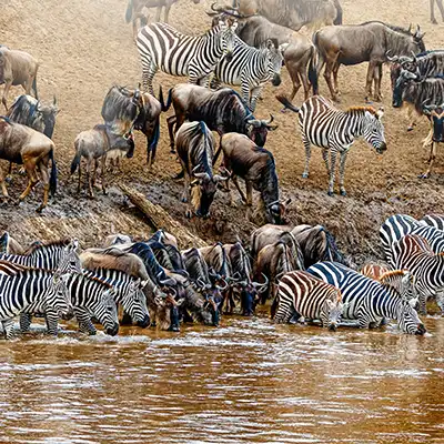Troupeaux de gnous et de zèbres traversant la rivière Mara pendant la grande migration au Kenya, un spectacle naturel emblématique du Maasai Mara.