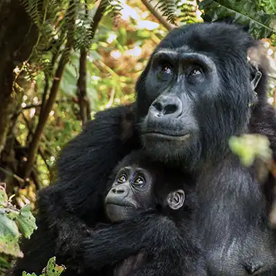 Gorille des montagnes tenant son petit dans la forêt de Bwindi, en Ouganda, une scène d’émotion et de lien profond avec la nature.
