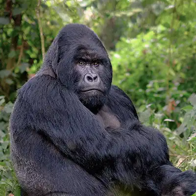 Gorille des montagnes dans la forêt des volcans au Rwanda, observant paisiblement son environnement verdoyant.