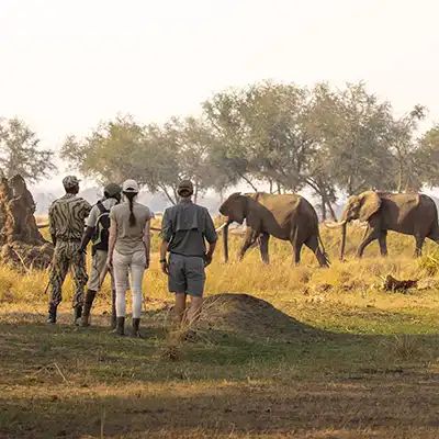 Voyage sur mesure et safari à pied en Zambie. Des voyageurs observent des éléphants de loin dans la savane, évoquant l'expérience intime, la proximité avec la nature et l'expertise du guide.