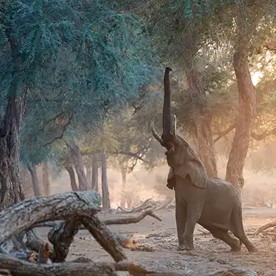 Voyage sur mesure au Zimbabwe. Éléphant au milieu des arbres Ana du Mana Pools, suggérant l'intimité et la rareté de l'expérience de safari à pied.