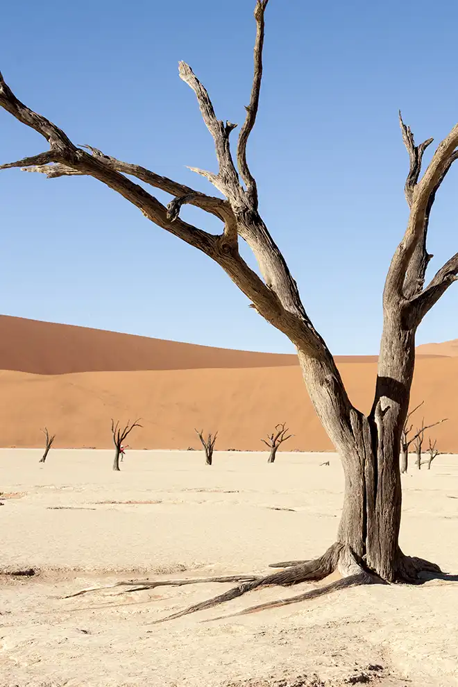 Arbre sec dans le désert de Deadvlei, dunes rouges à l’horizon, Namibie.