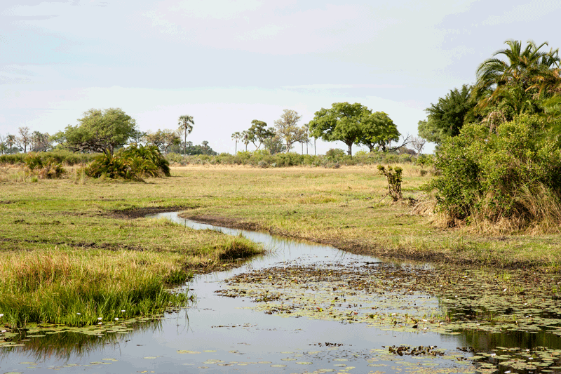safaris dans le okavango delta au botswana site unesco patrimoine mondial safaris