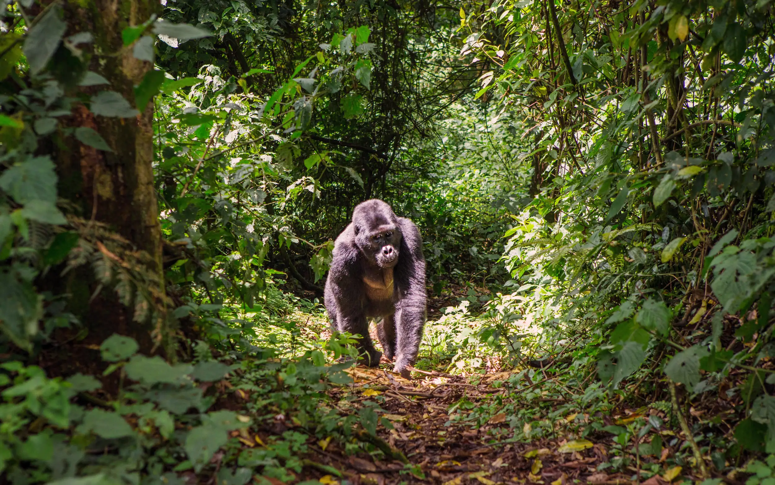Voyage en Ouganda : gorille des montagnes marchant dans la forêt tropicale de Bwindi, emblème des safaris de trekking en Afrique de l’Est.