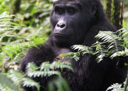 Safari gorilles en ouganda