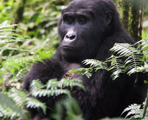 Safari gorilles en ouganda