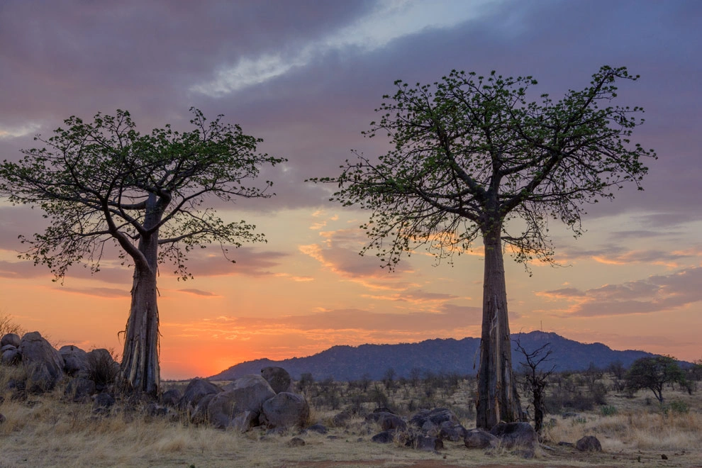 Baobabs dans le parc national de Ruaha