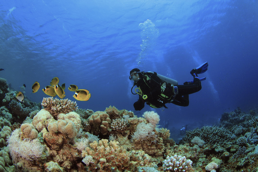 Un plongeur observe des poissons tropicaux près d’un récif corallien.