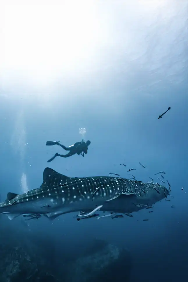 Plongeur observant un requin-baleine majestueux entouré de poissons, dans les eaux cristallines de l’océan Indien.