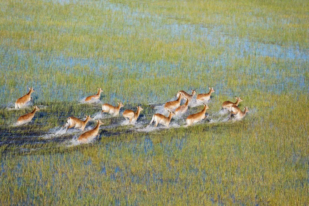 Antilopes qui courent dans le Delta de l'Okavango au Botswana