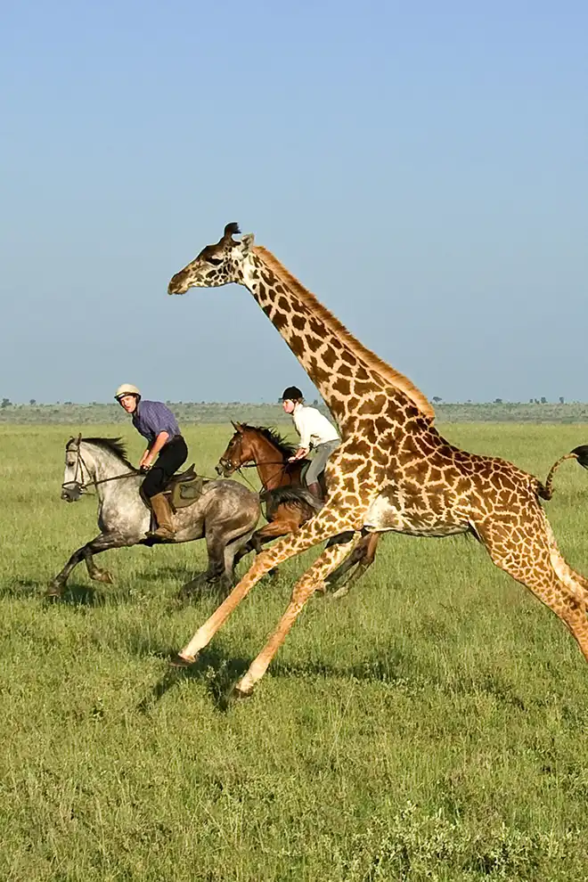 Cavaliers en safari à cheval galopant à côté d'une girafe sur des plaines au Kenya.