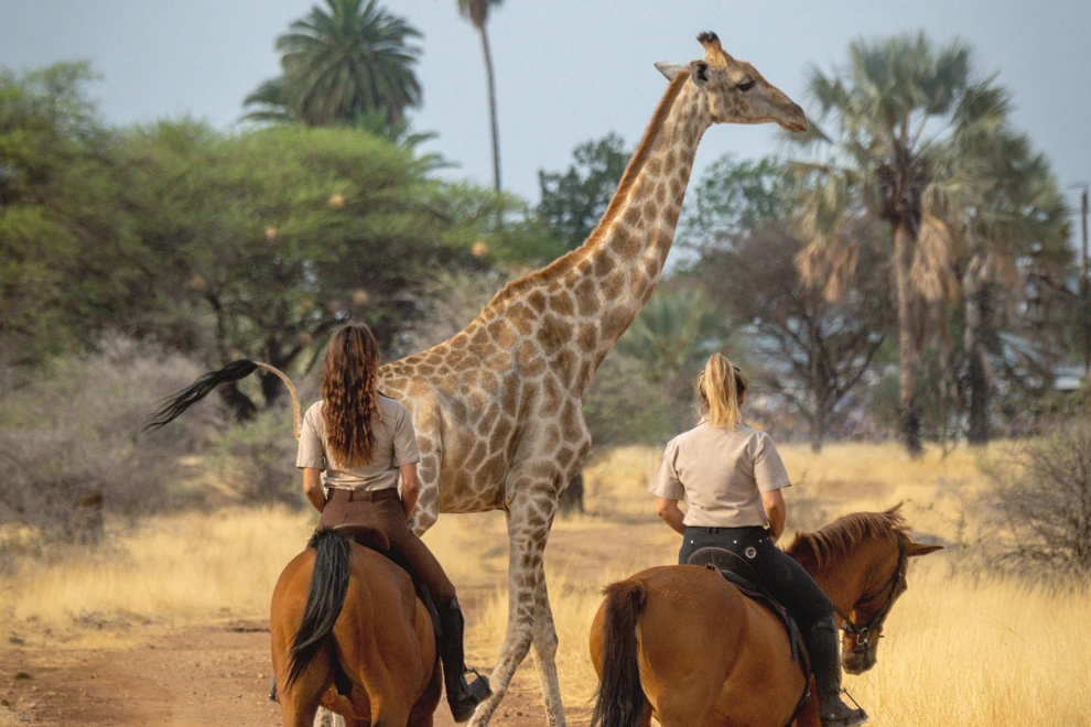 Deux cavalières observent une girafe en Namibie.