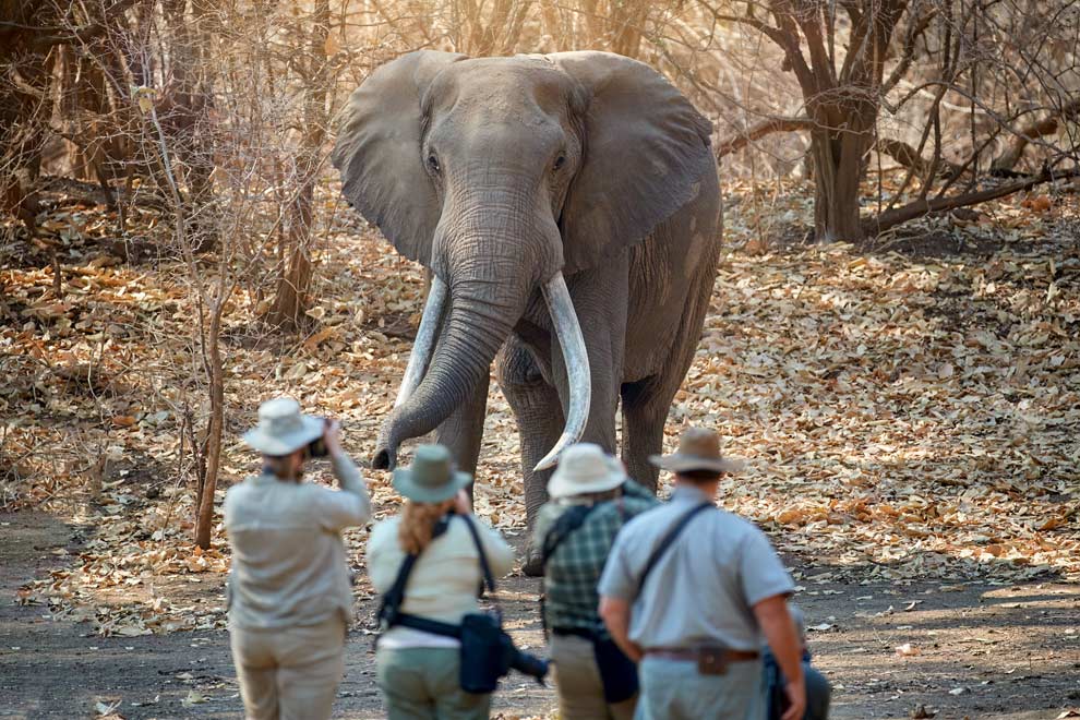 Safari à pieds