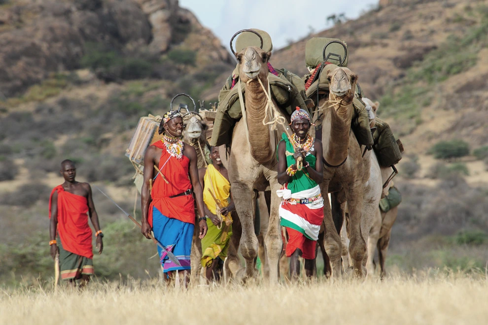 Caravane guidée à pied par des Samburu au Kenya, accompagnant des dromadaires chargés d’équipement.