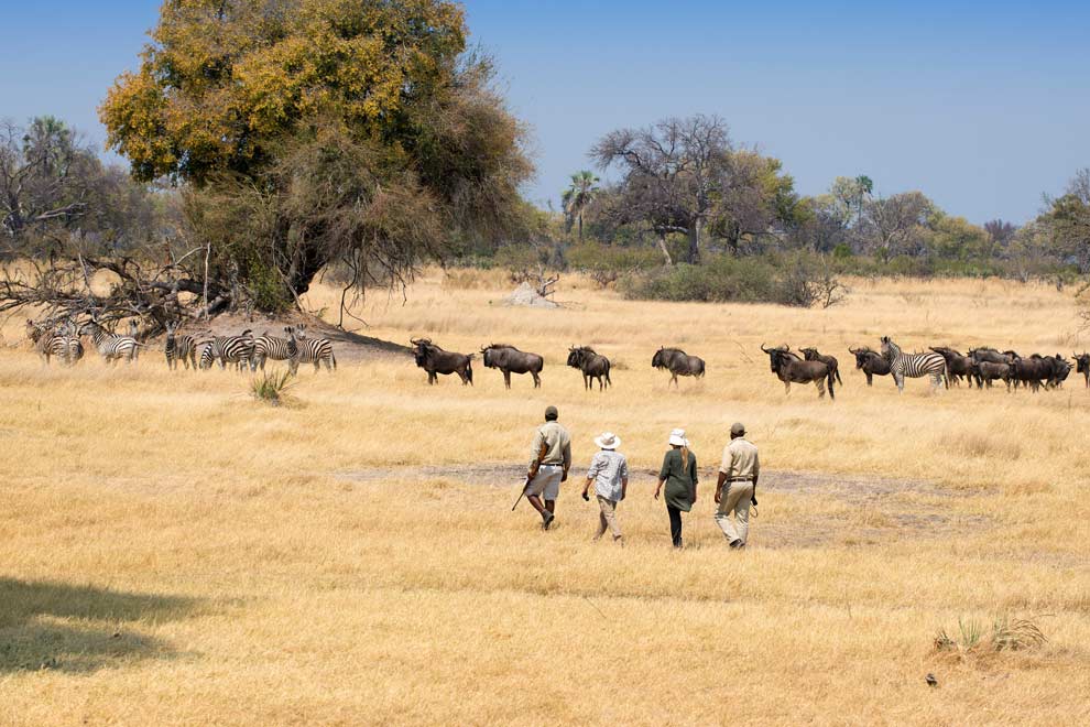 Safari à pieds au Botswana