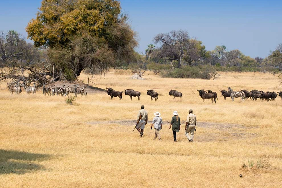 Guide et voyageurs qui marchent dans une plaine du Botswana durant un safari à pieds