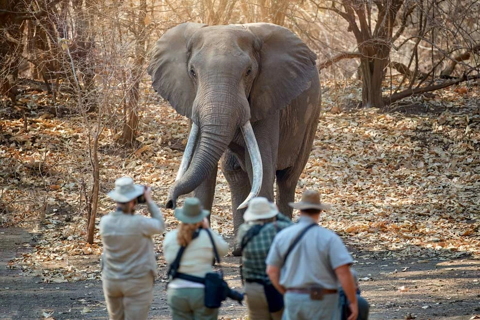 Voyageurs qui font un safari à pieds et sont devant un élephant