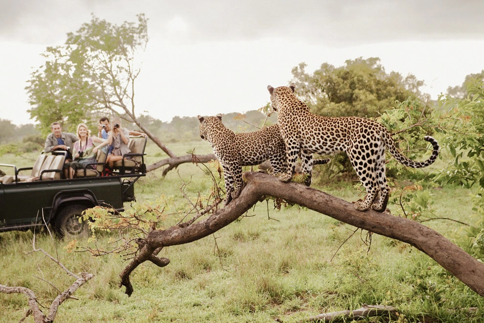Deux léopards perchés sur une branche observent la savane tandis que des voyageurs les regardent depuis un véhicule de safari.