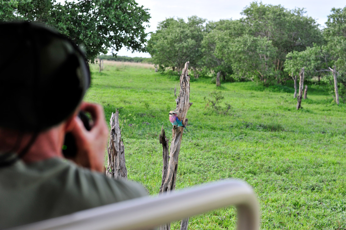 Safari photos en Afrique