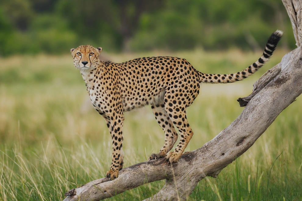 Guépard perché une branche d'arbre durant la saison verte