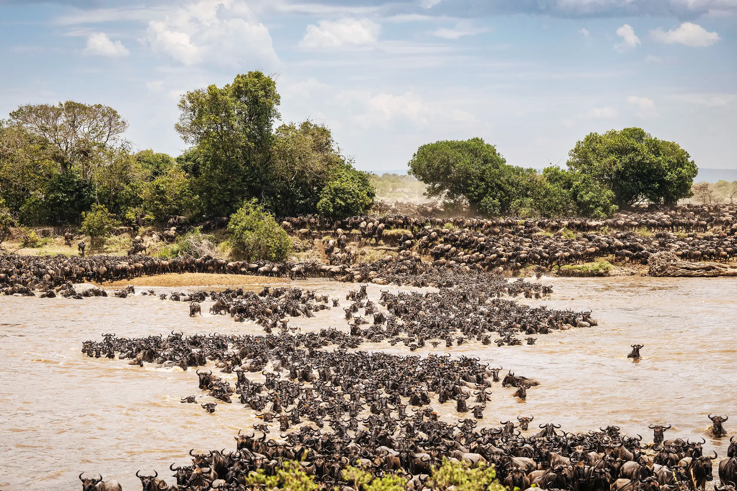 Voyage en Tanzanie : des milliers de gnous traversent la rivière Mara lors de la grande migration dans le parc national du Serengeti, spectacle naturel emblématique de l’Afrique de l’Est.