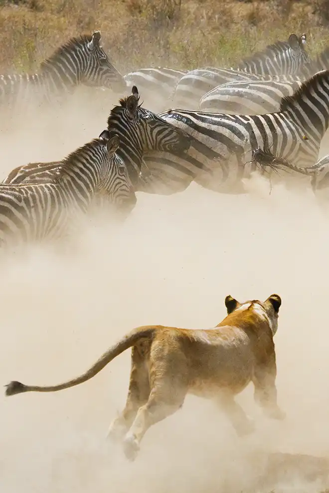 Une lionne poursuit un troupeau de zèbres dans un nuage de poussière, Serengeti, Tanzanie.