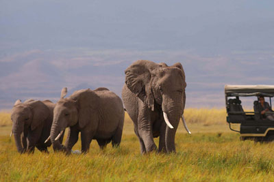 amboseli elephants tortilis safari kenya