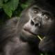 ouganda safari gorille famille randonnée visite