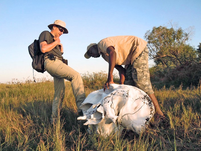 Le crane d'un éléphant blanchi par le soleil