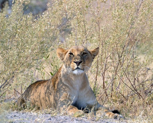 Une jeune lionne