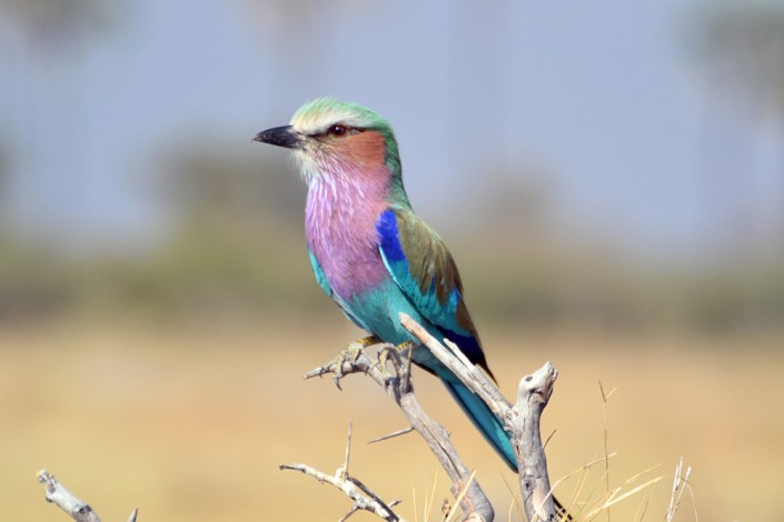Rollier à brins longs - l'oiseaux national du Botswana