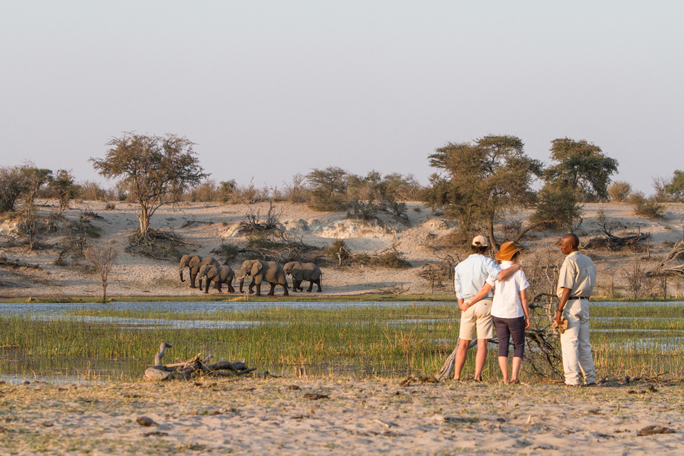 Safari à pied au Botswana, avec un guide accompagnant deux voyageurs le long d’un point d’eau, tandis qu’un groupe d’éléphants traverse la rive opposée.