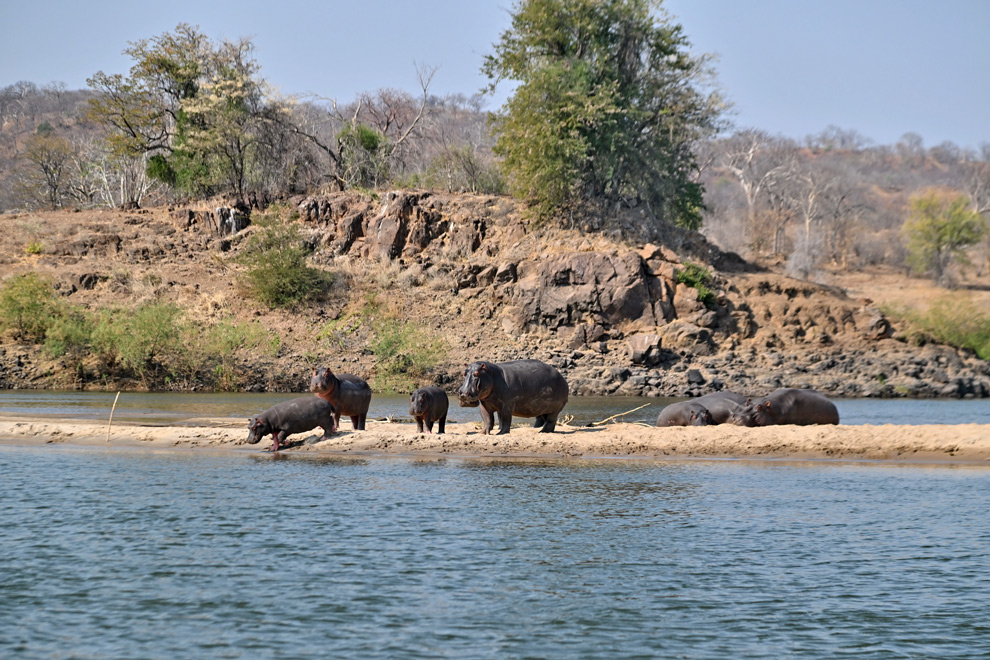 Des hippopotames se tiennent sur une berge sableuse au bord du Zambèze.